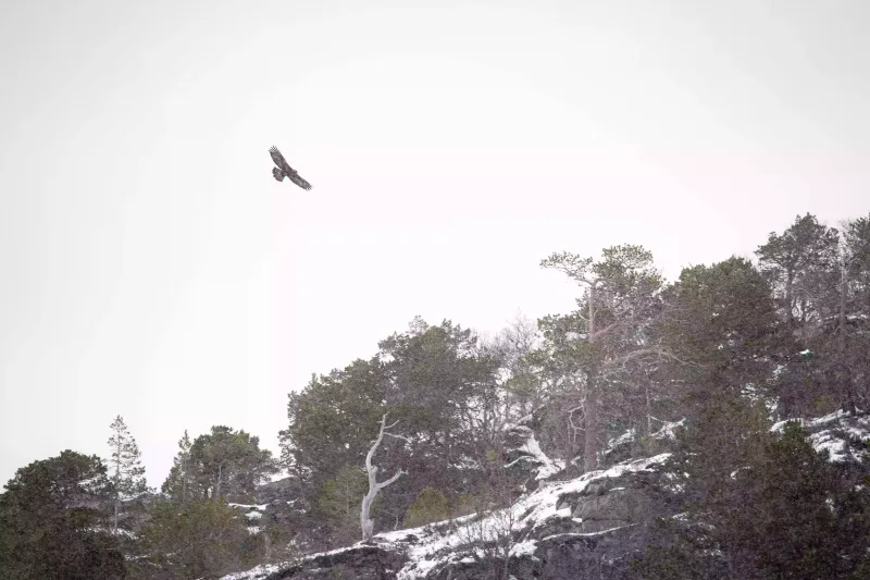 Kongeørn over vinterskogen Kongeørn over vinterskogen
