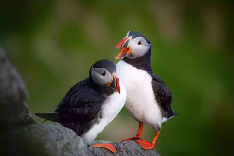 Lundepar på Runde Lundepar på Runde