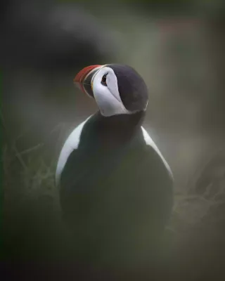 Lundefugl i kveldslys Lundefugl i kveldslys