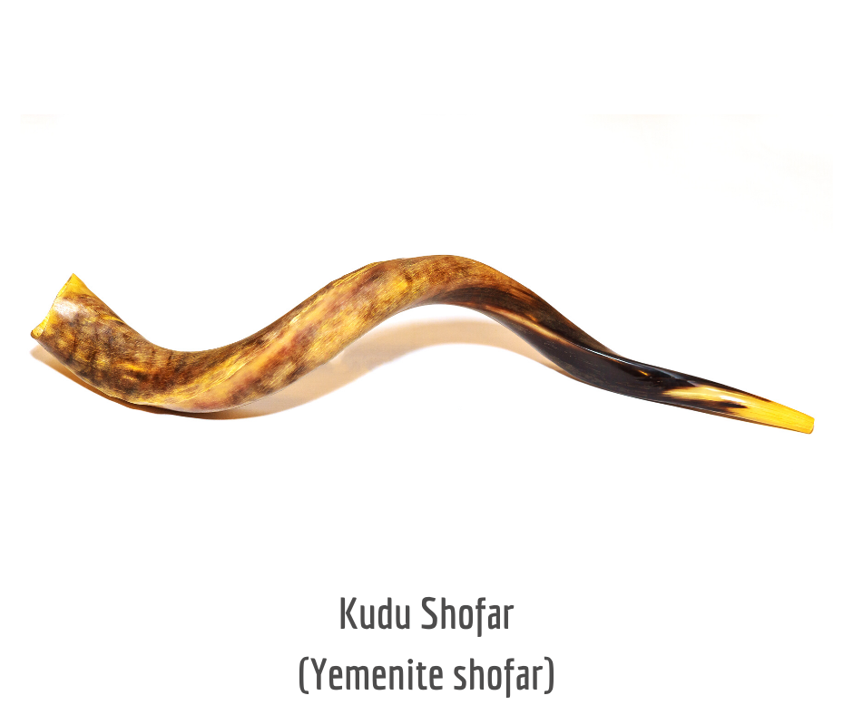 Kudu Shofar (Yemenite shofar)