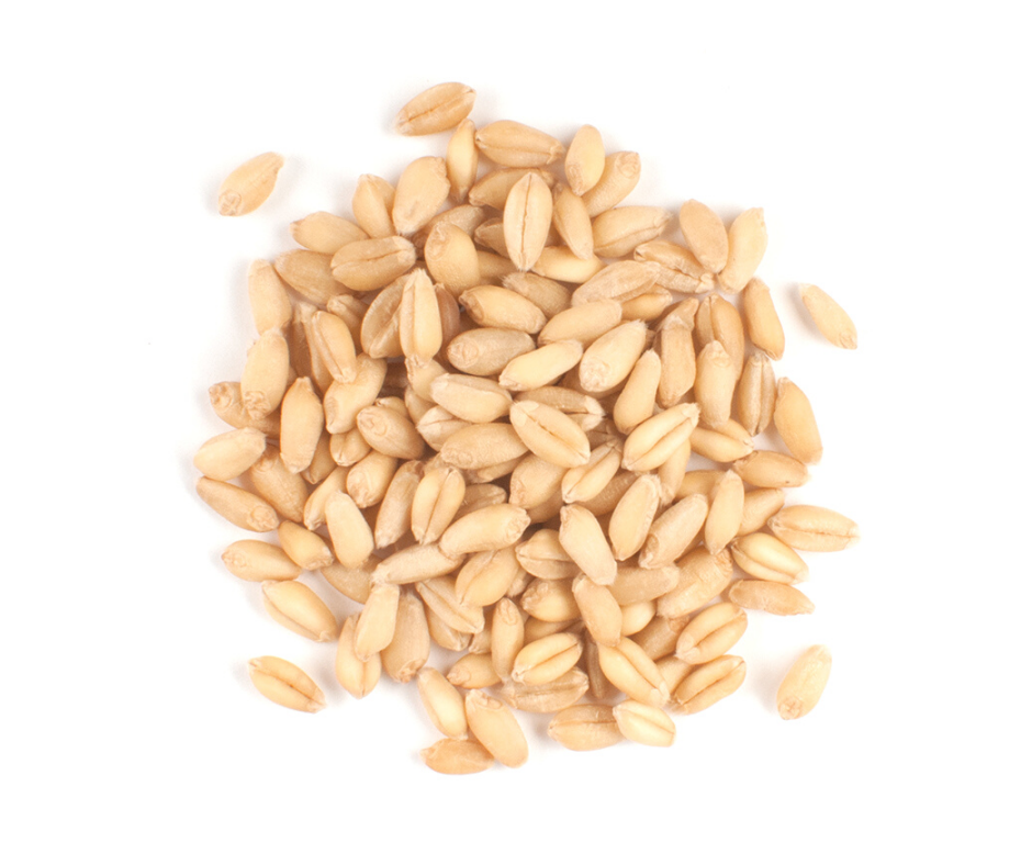 White Wheat (Berries) Certified Organic