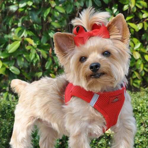 American River Ultra Choke-Free Mesh Dog Harness by Doggie Design - Red