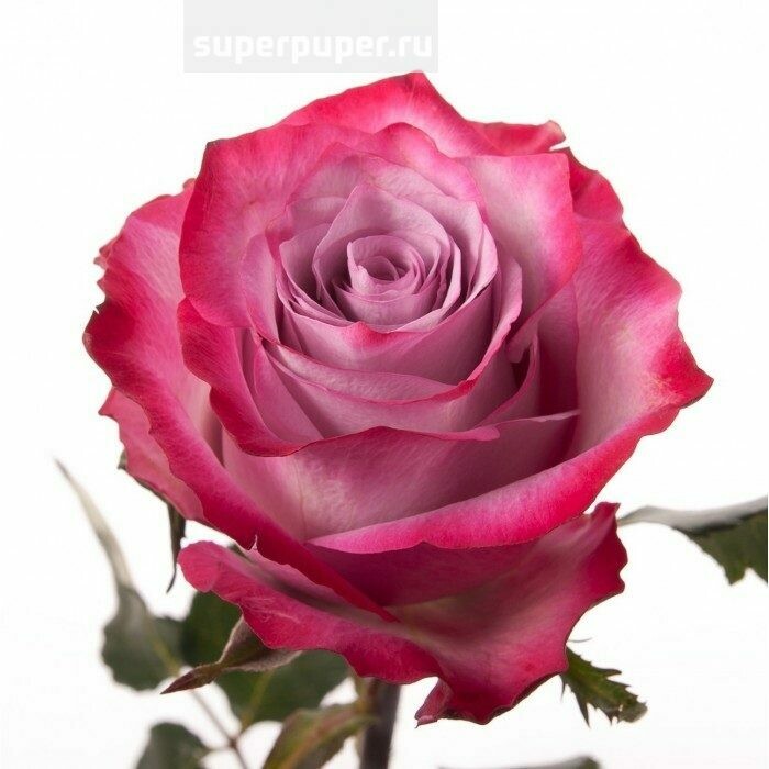 Роза по-штучно Эквадор Дип Перпл 60 см.