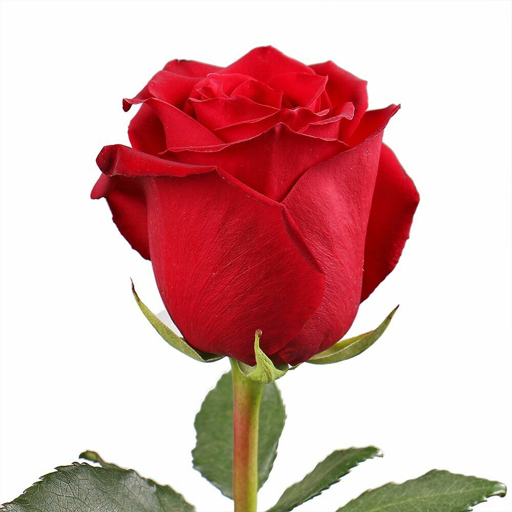 Роза по-штучно Эквадор Эксплорер 60 см.