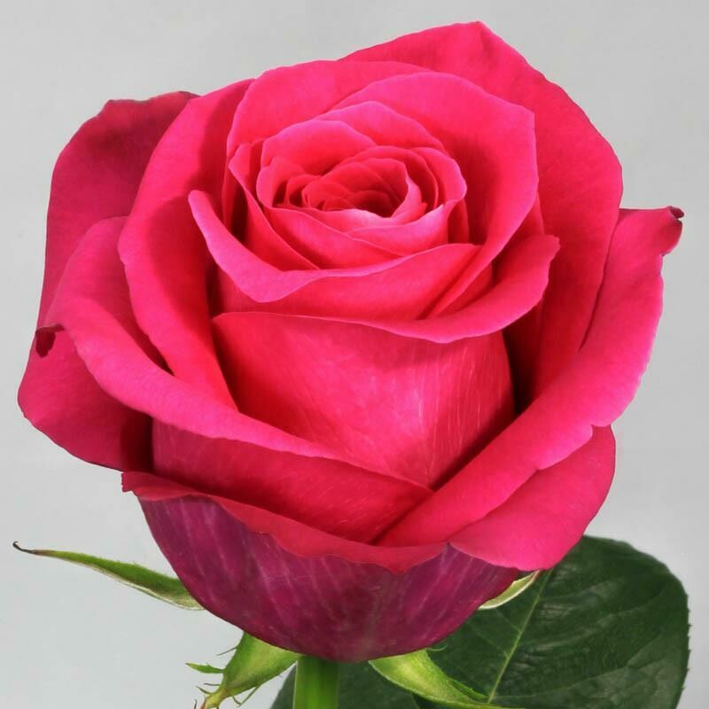 Роза по-штучно Эквадор Пинк Флойд 70 см.