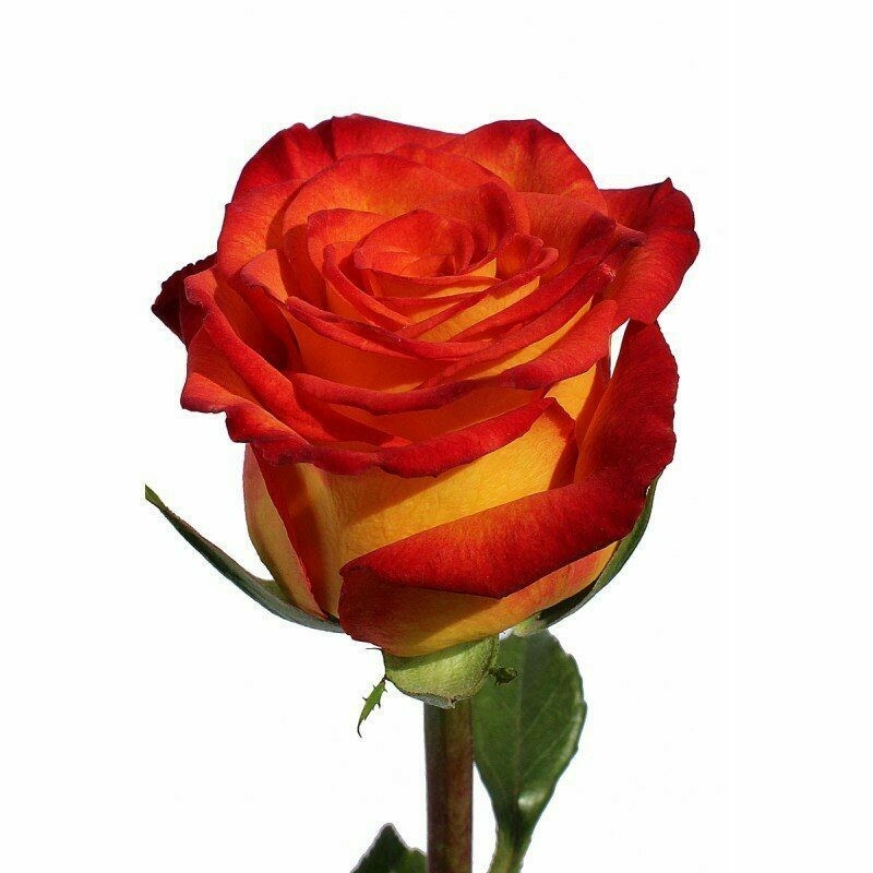 Роза по-штучно Эквадор Хай Мэджик 60 см.