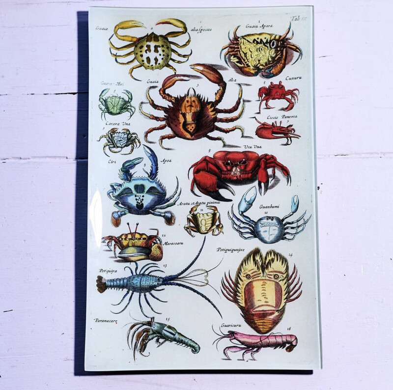 John Derian Crabs IX 10x16" Rect. Tray