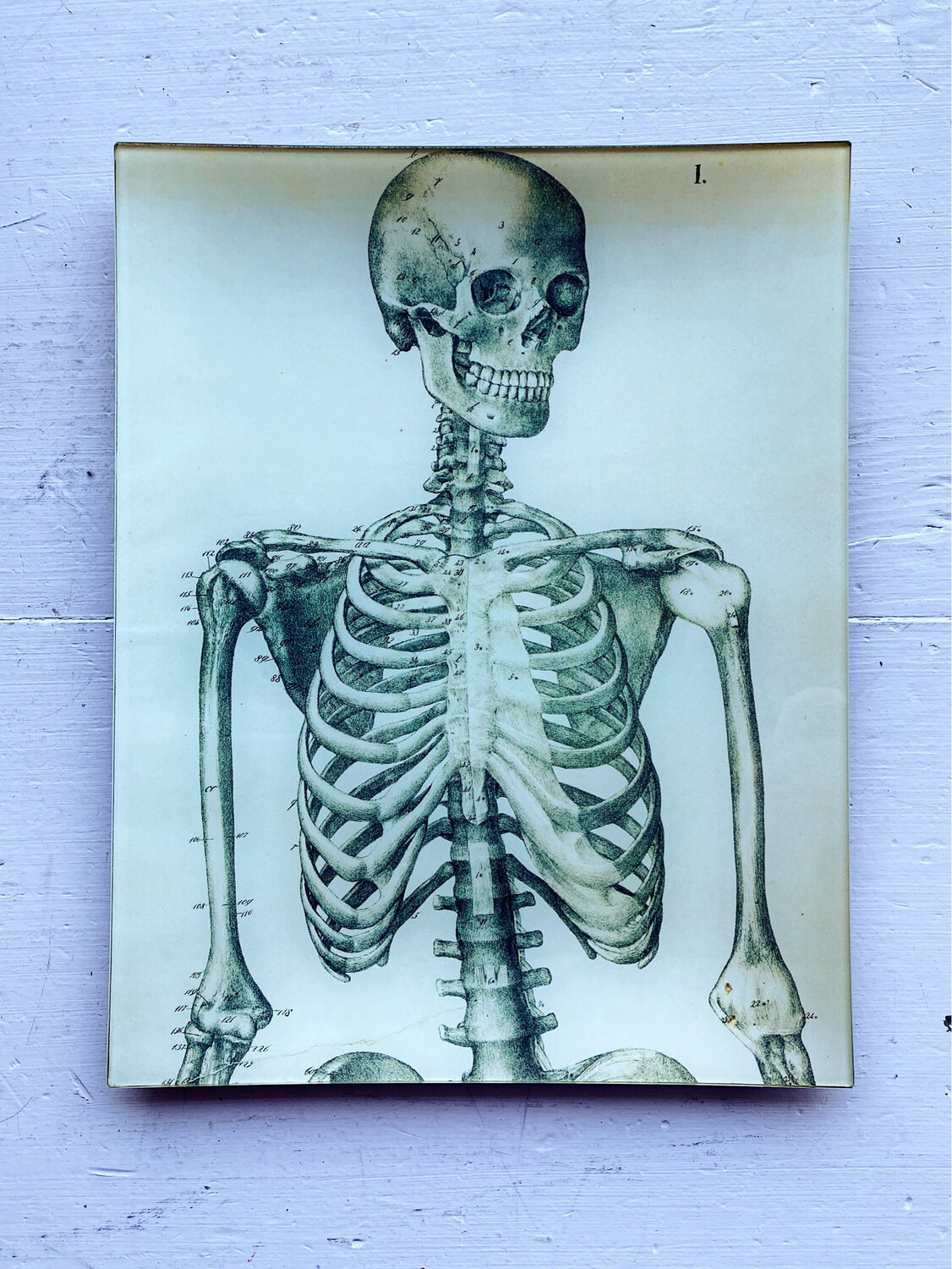 John Derian Skeleton Front View 11 x 14" Rectangle Tray 