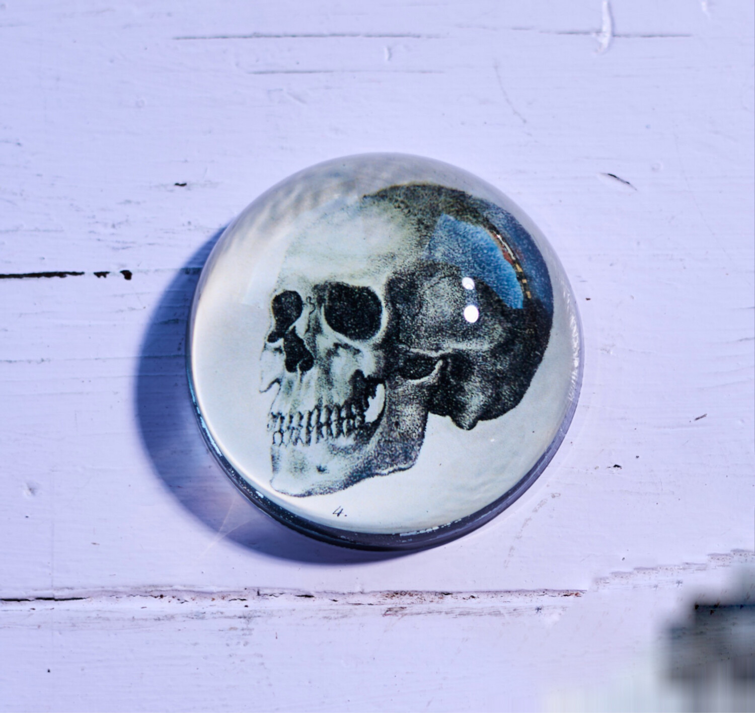 John Derian The Skull Dome Paperweight