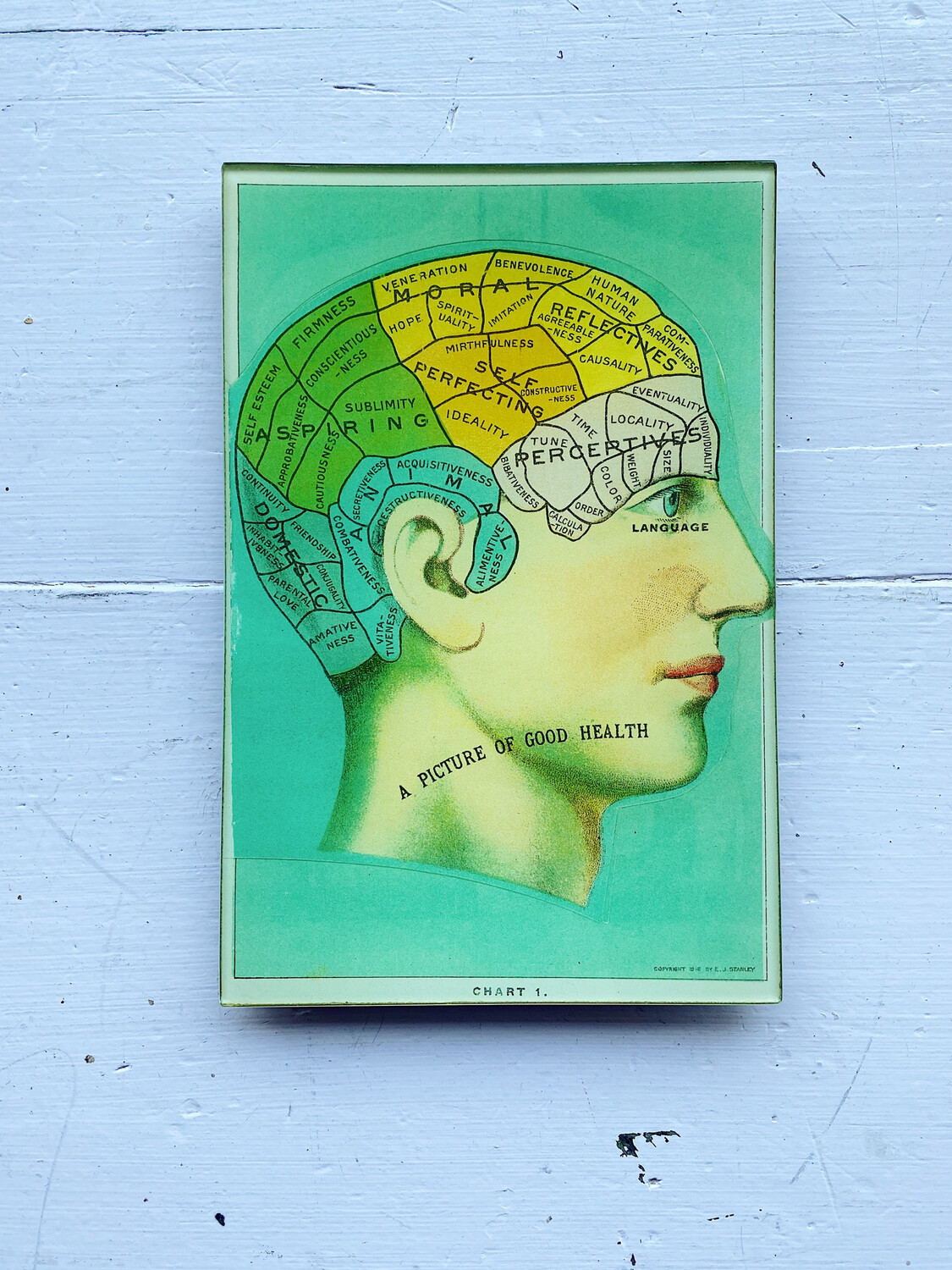 John Derian Phrenology Head 6 x 9" Rectangle