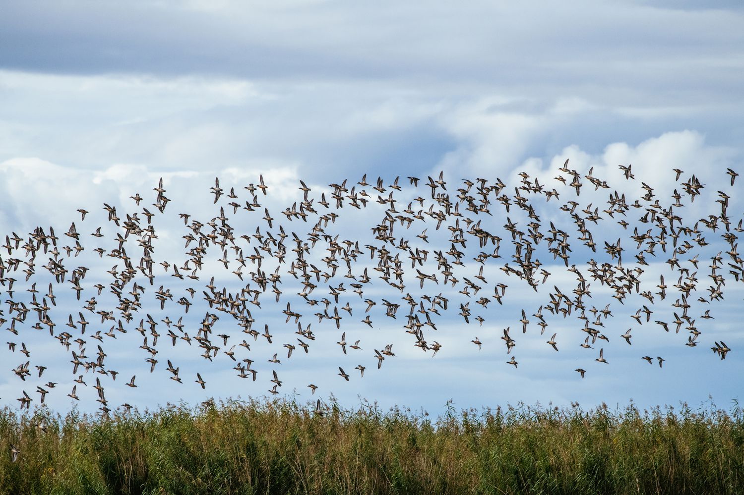 Denny Culbert - Duck Hunt