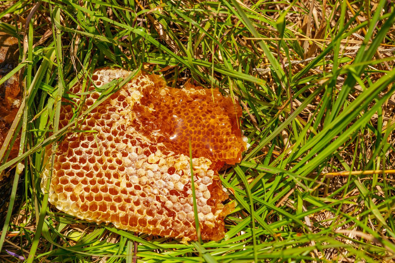 Denny Culbert - Raw Honey