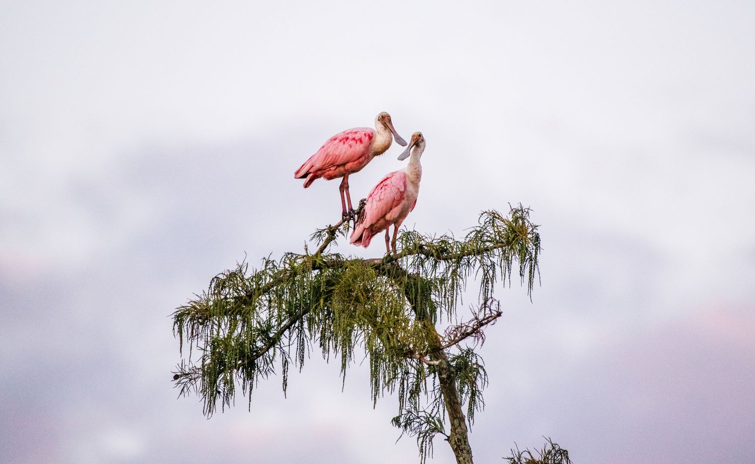 Denny Culbert - Spoonbills