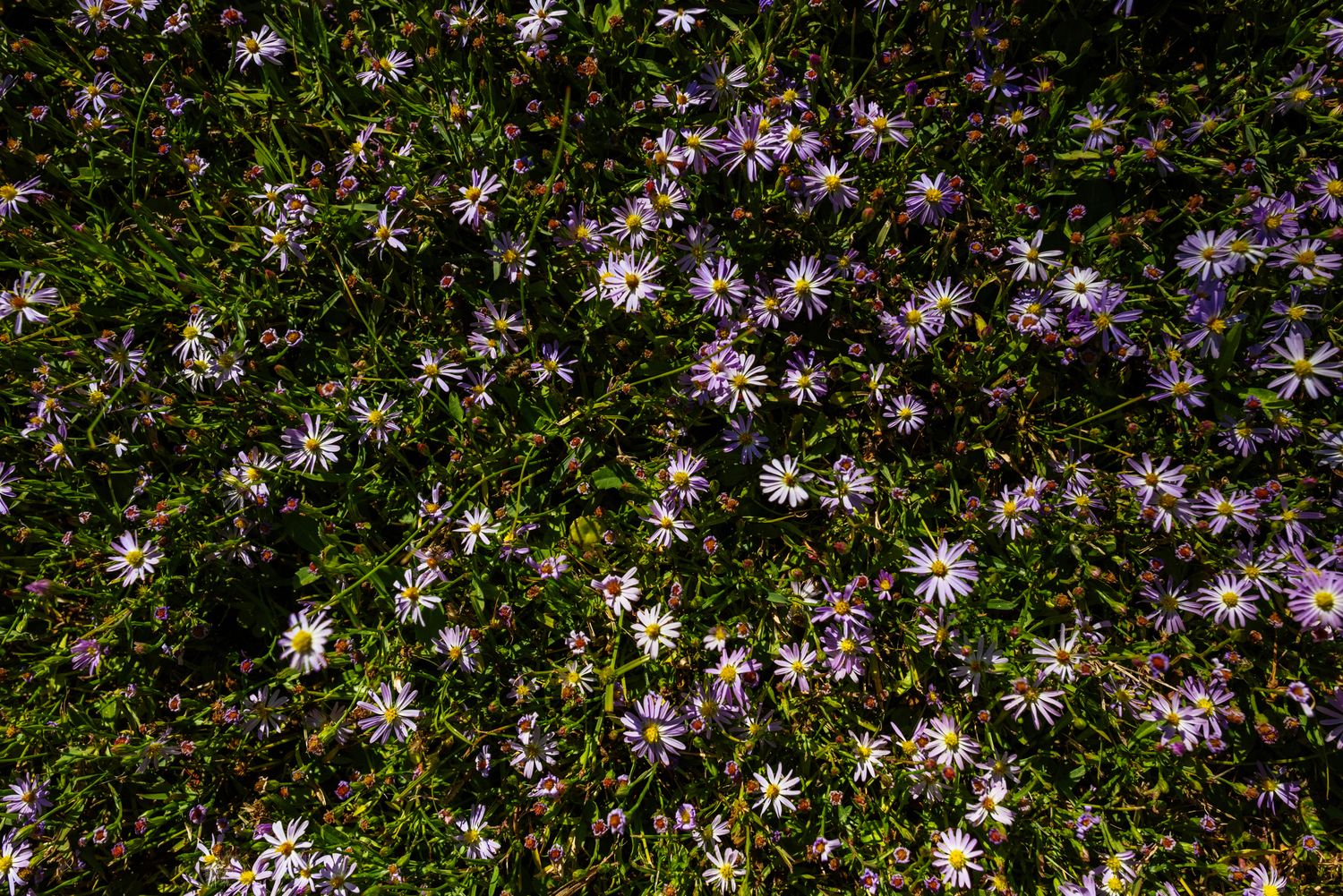 Denny Culbert - Marsh Flowers