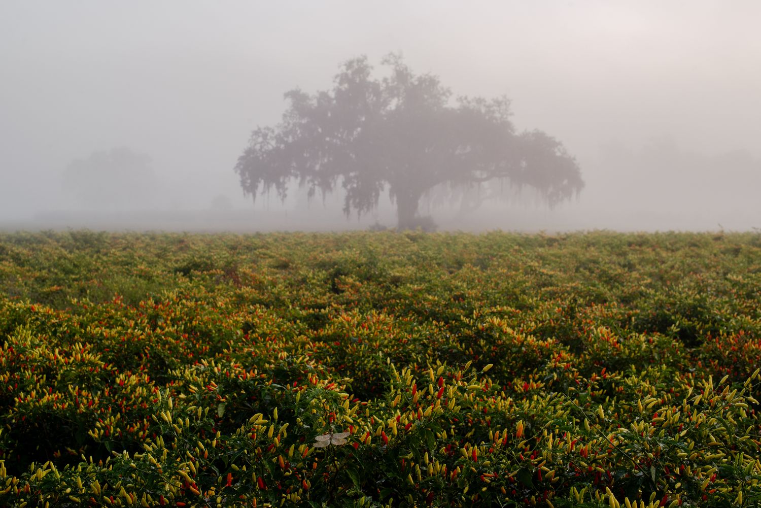 Denny Culbert - Seed Stock