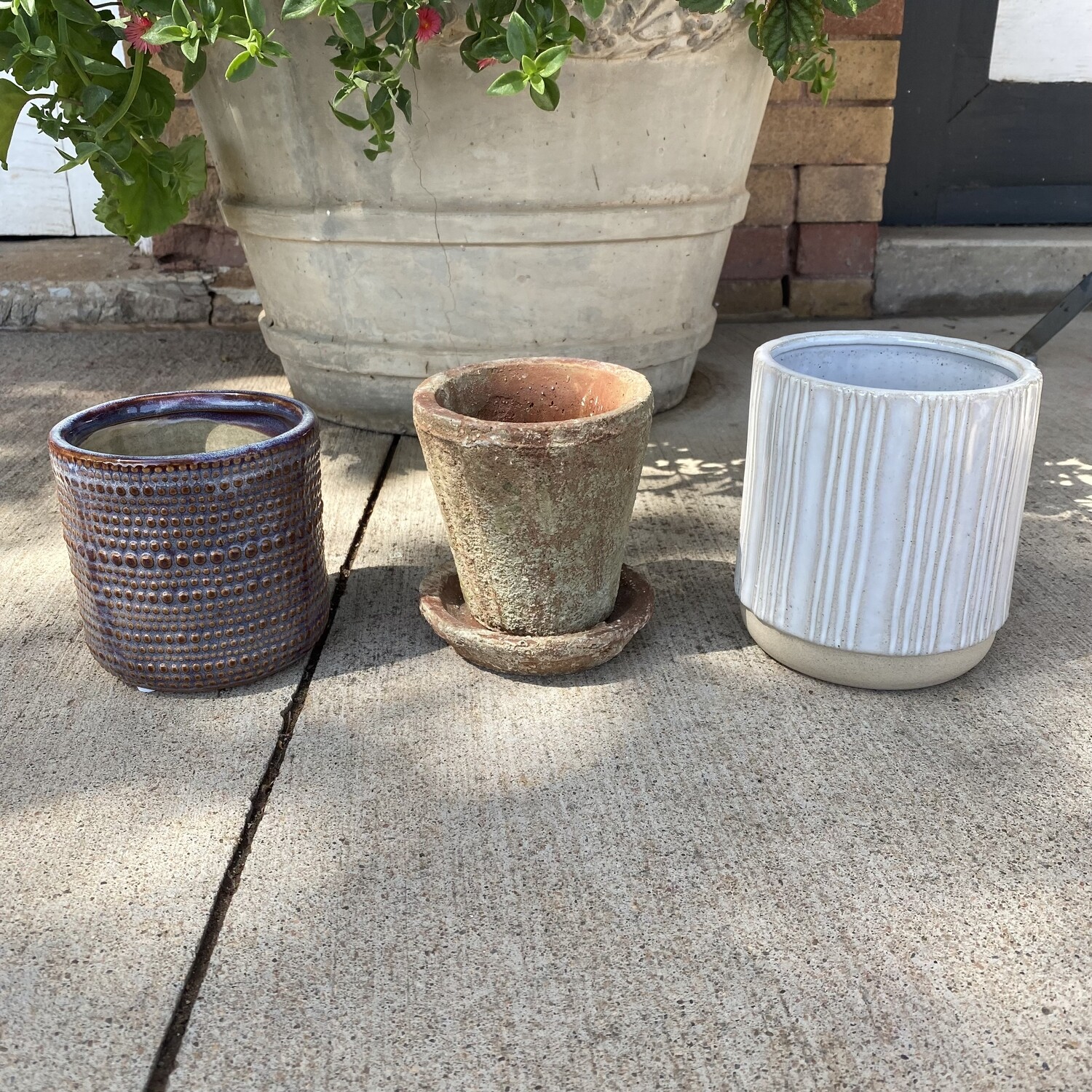 Succulent Class - Thursday, May 26th , Size: Small