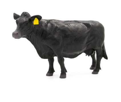 Angus cow