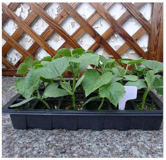 Black 24-Cell Propagator Seed Tray for Plants – Adjustable Vents for Optimal Growing Conditions