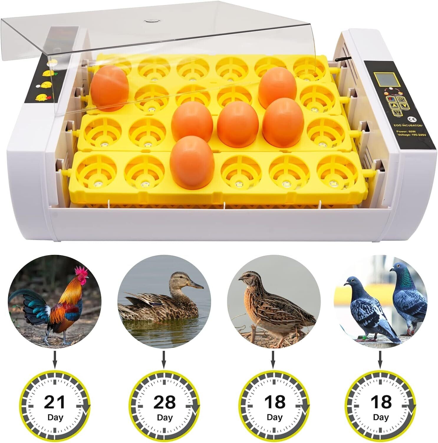 24-Egg Incubator with Automatic Digital Temperature Control - Reliable Egg Hatching Machine for Poultry Farming