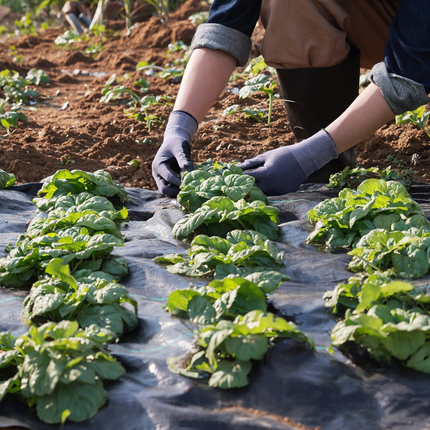 170g/m² weed fleece garden fleece against weeds film made of PP Water-permeable Tear-resistant Corrosion