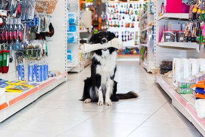 Pet Supplies