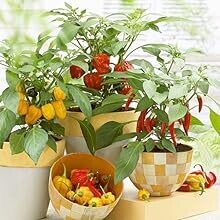 Seedling 30W Heating Mat – 52 × 25 cm Plant Propagation &amp; Terrarium Heat Pad