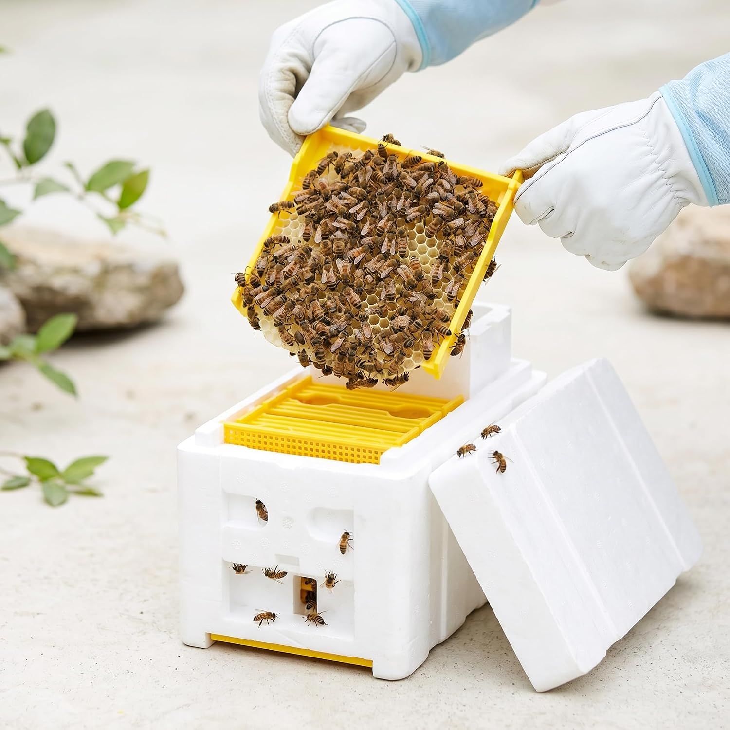 Bee Nuc Hive Box for Beekeeping, Queen Rearing and Garden Pollination