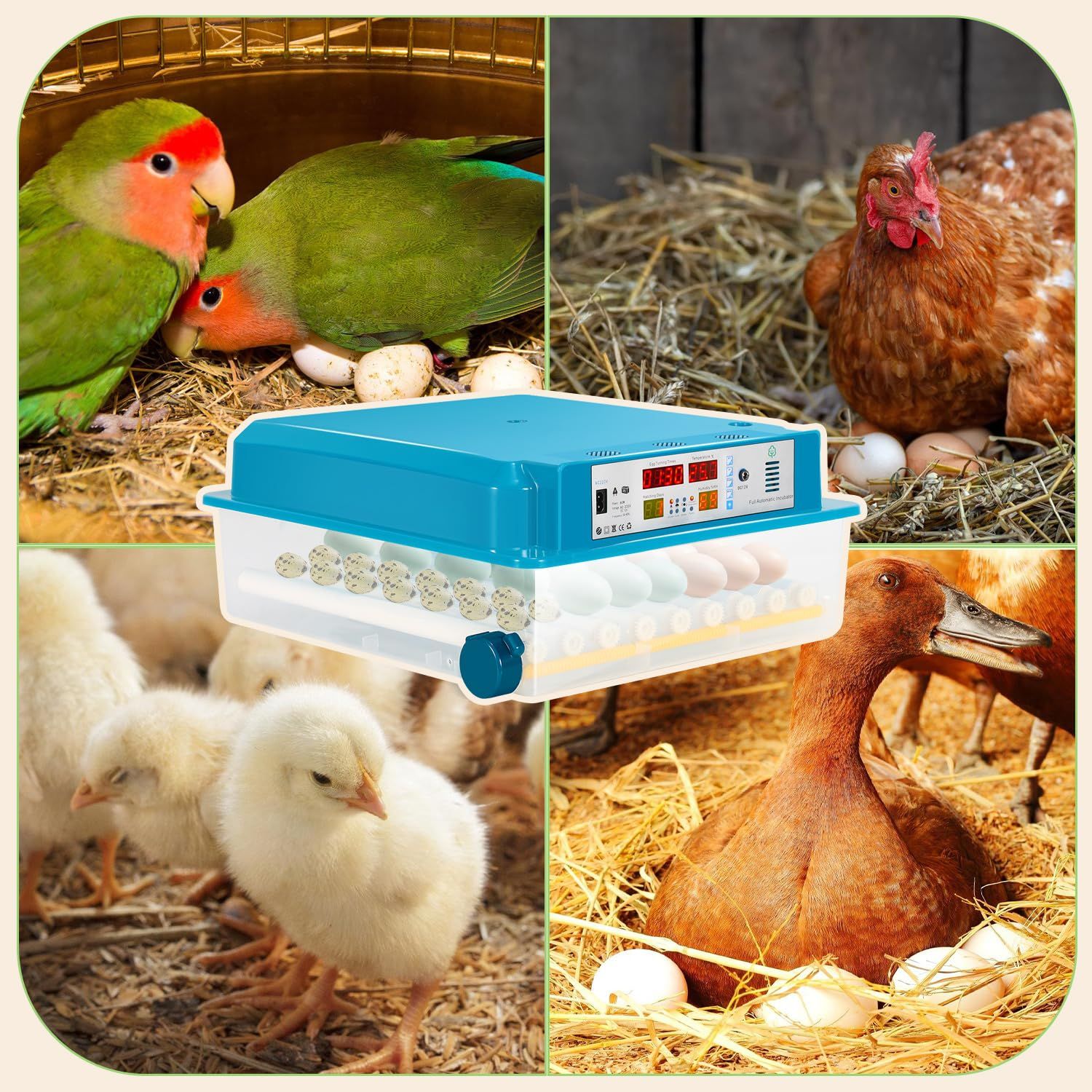 Fully Automatic 64 Egg Incubator – Auto Egg Turning, LED Lighting, Digital Control – Ideal for Chicken, Duck &amp; Quail (Blue)