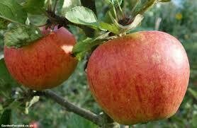 Fruit Tree Apple Gala (5 gallon) $99.99