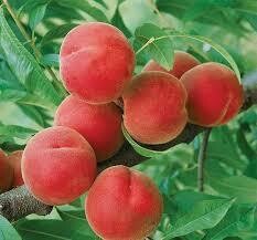 Fruit Tree Peach Contender (5 gallon) $99.99