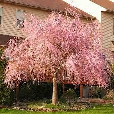 Cherry Weeping Pink Double (15 gallon) $199.99