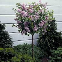 Lilac Syringa Korean Palibin Dwarf Tree on standard $199.99