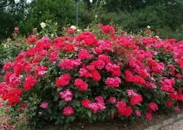 Rose Knockout Double Red (2 gallon) $49.99