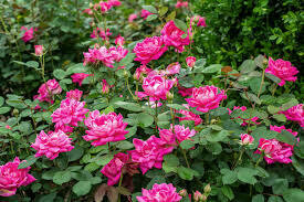 Rose Knockout Double Pink (2 gallon) $49.99
