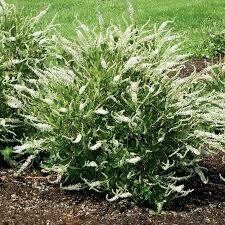 Clethra Sixteen Candles Summersweet (3 gallon) $52.99