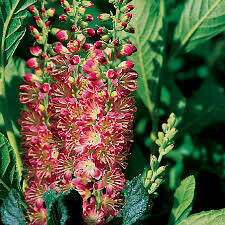 Clethra Ruby Spice Summersweet (3 gallon) $52.99