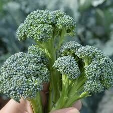 Broccoli Plant Destiny (3 pack vegetable)
