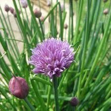 Chives (3