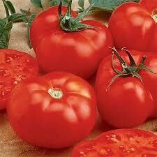Tomato Plant Beefmaster (4