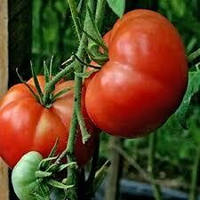 Tomato Plant Burpee Big Boy (4