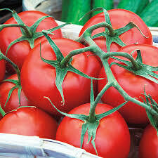 Tomato Plant Early Girl (gallon vegetable pot)