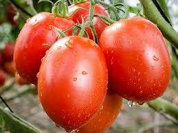 Tomato Plant Roma (gallon vegetable pot)