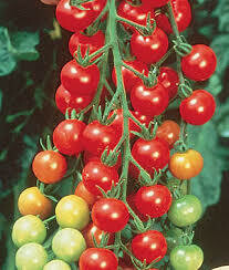 Tomato Plant Supersweet 100 Cherry (4" vegetable pot)