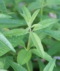 Lemon Verbena (3" herb pot)