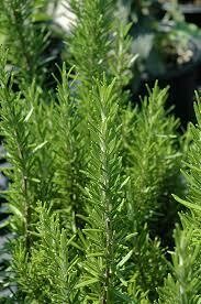 Rosemary Barbecue (3" herb pot)