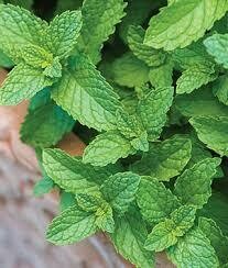 Mint Spearmint (3" herb pot)