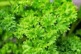 Parsley Forest Green Curled (3" herb pot)