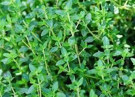 Thyme English (3" herb pot)