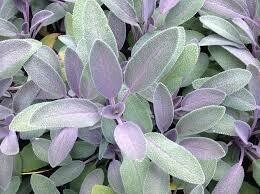 Sage Purple (3" herb pot)