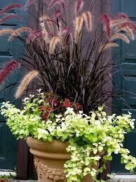 PW Grass Purple Fountain Pennisetum (gallon pot) $9.99
